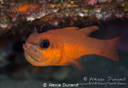 male Cardinal fish Apogon imberbis incubating eggs by Alexia Dunand 